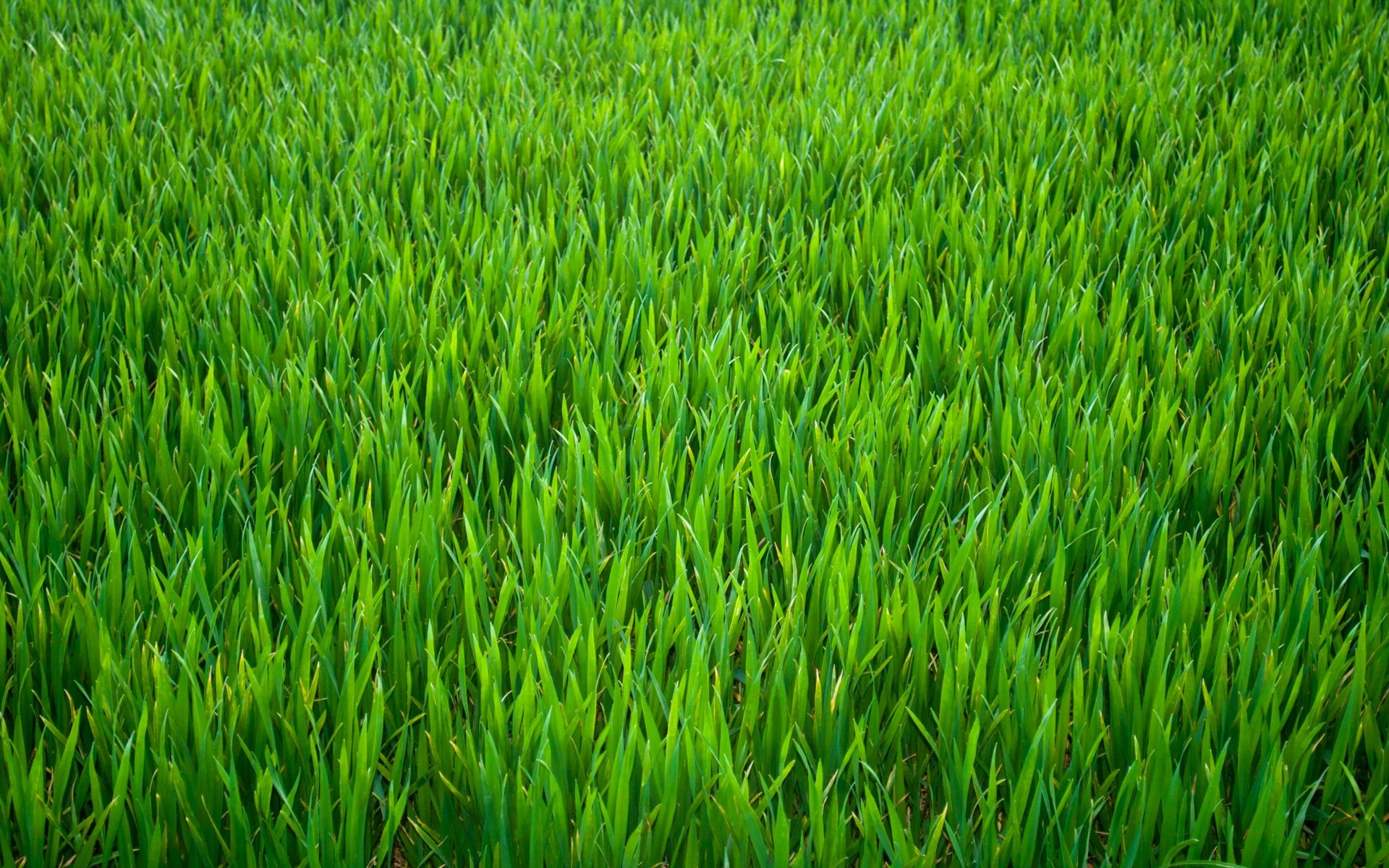 take-time-to-water-your-own-grass-it-would-be-just-as-green