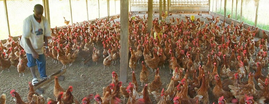 Poultry farm feasibility study in nigeria, how to get super mind power