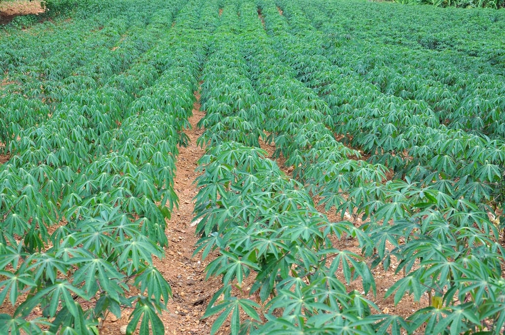 Nigeria is largest cassava producer in the world - FAO