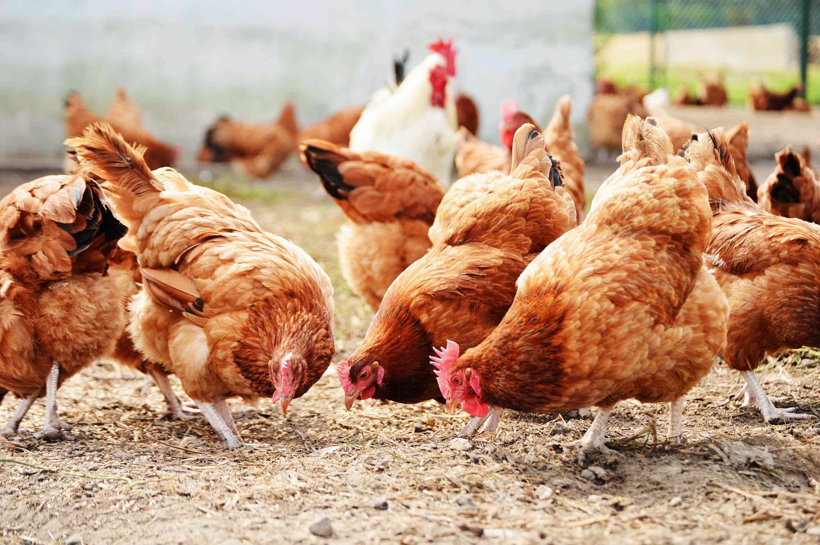 How To Start Poultry Farming in Nigeria From Small And Grow Big