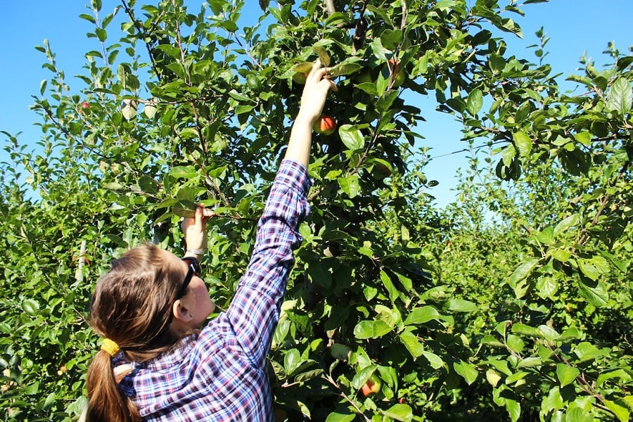 Woman Trying to Pick Apples