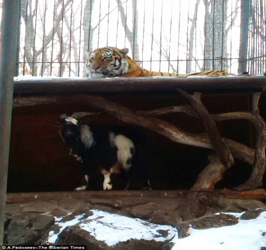 The goat also stole the tiger's bed | Photo credit: The Siberian Times