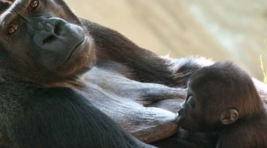 Gorilla breastfeeding its baby | Photo credits: koalakin.com