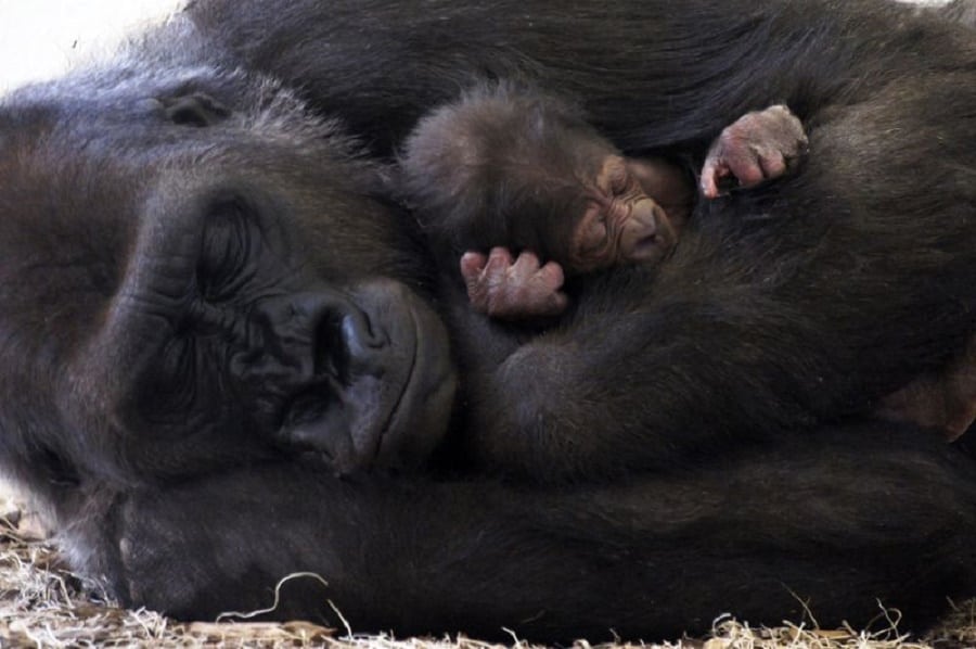 Gorilla with her baby warmly and affectionately cuddled during sleep | Photo credits: zooborns.typepad.com