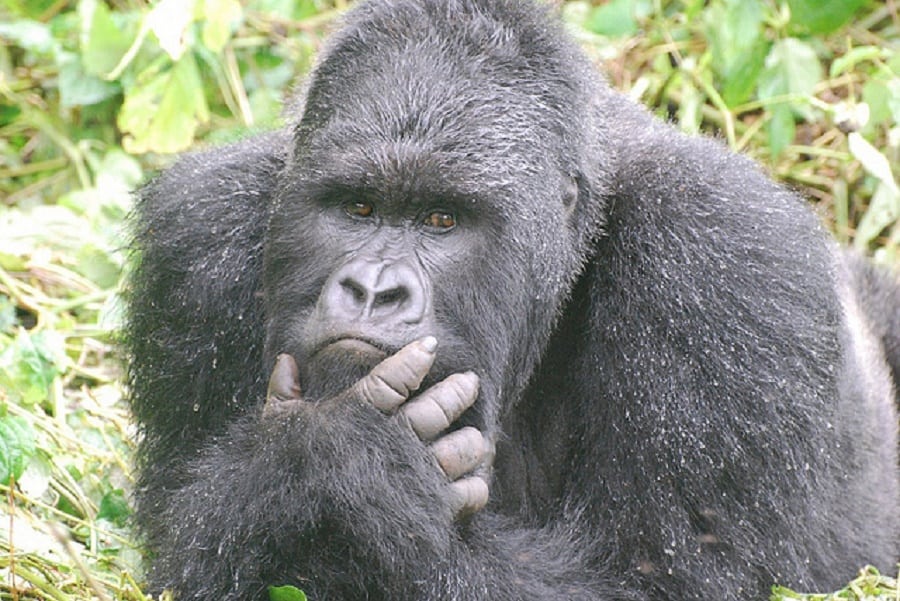 Gorillas are emotional just like humans and could be affected by sad events | Photo credits: greatapetrust.org