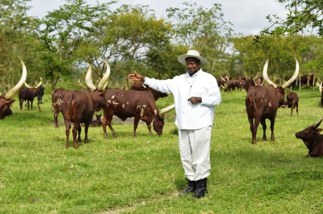 Yoweri Museveni farm