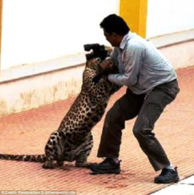 He only survived after he used a pair of binoculars to beat back the big cat and prevent further injury 