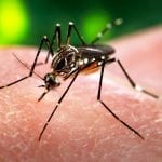 Zika virus could spread to Africa, Asia and southern Europe