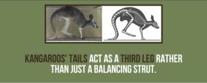 Fact File About Kangaroos