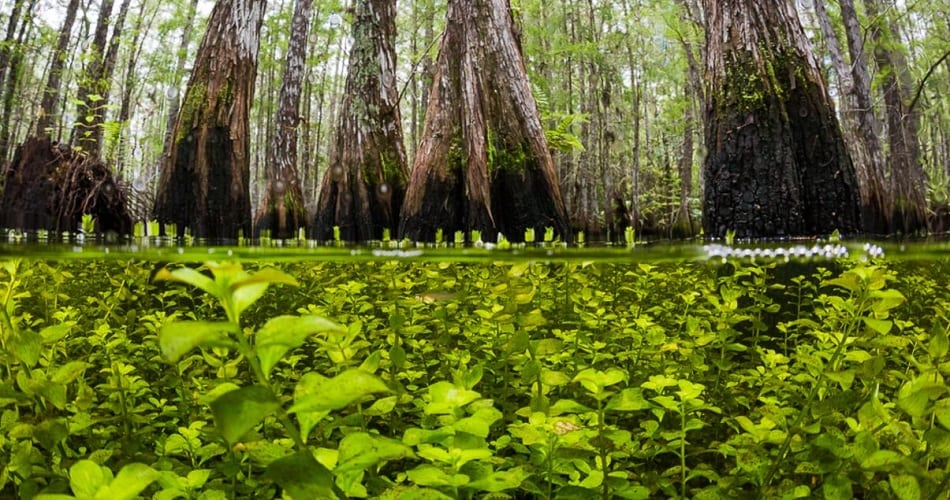 Corkscrew Swamp