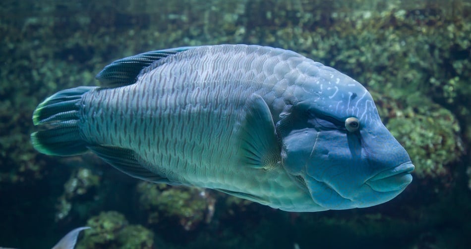 Humphead wrasse