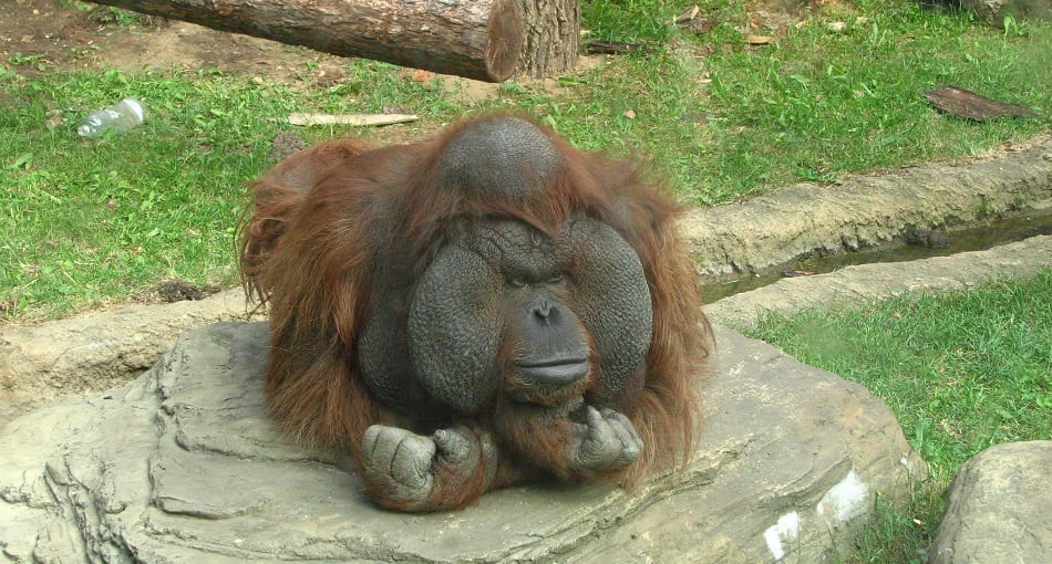 Orangutan bornean
