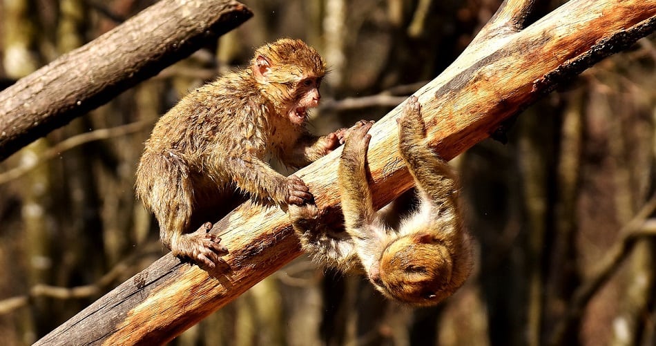 berber monkeys