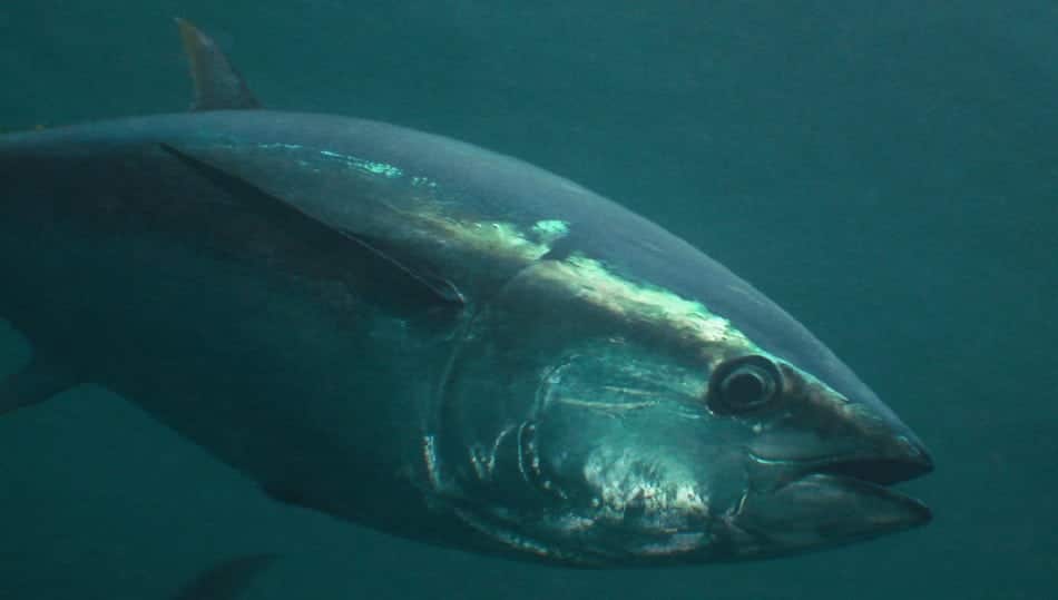 blue fin tuna