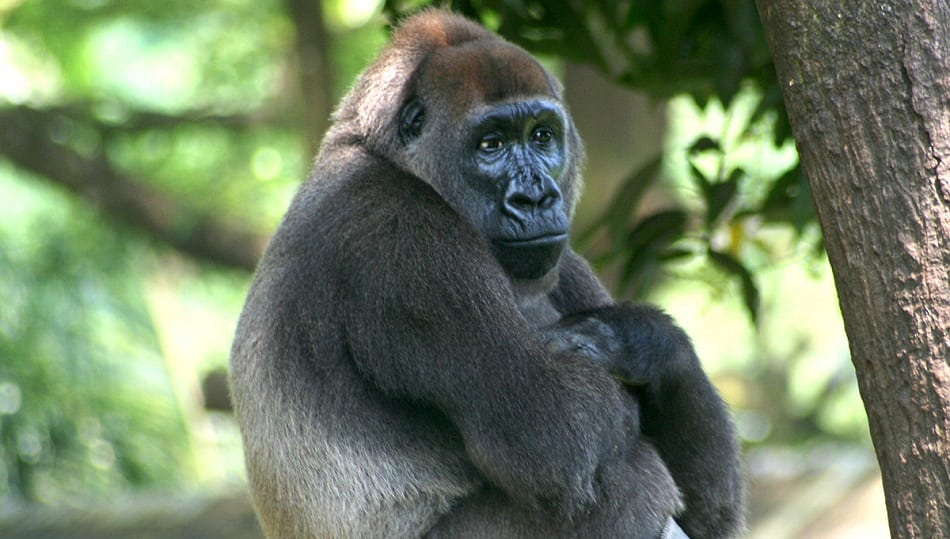 cross river gorilla