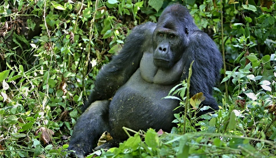 eastern lowland gorilla