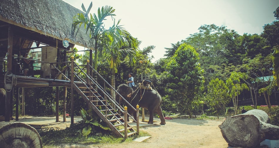 Thailand Safari