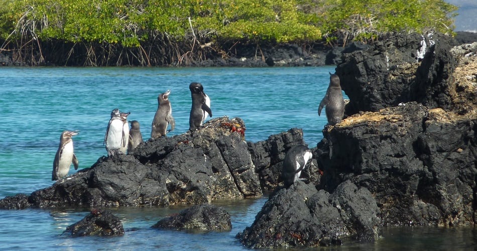 galapagos penguin