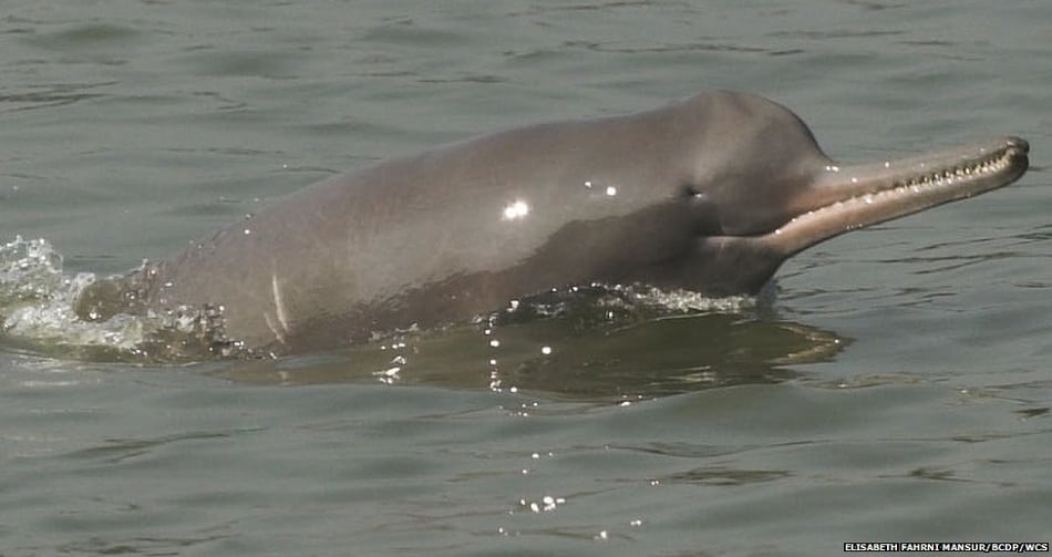 ganges river dolphin