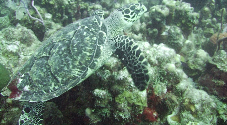 hawksbill turtle