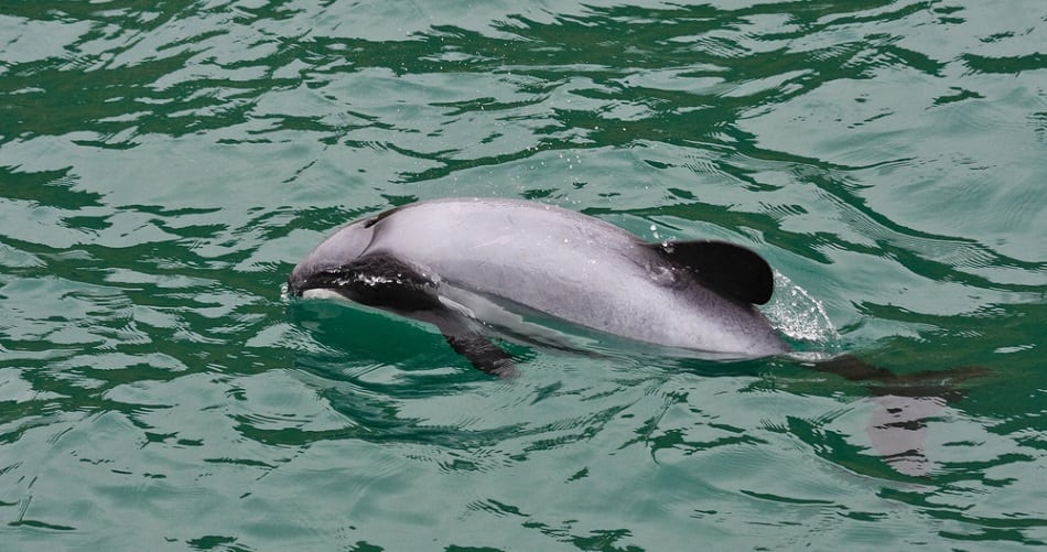 Hector's Dolphin
