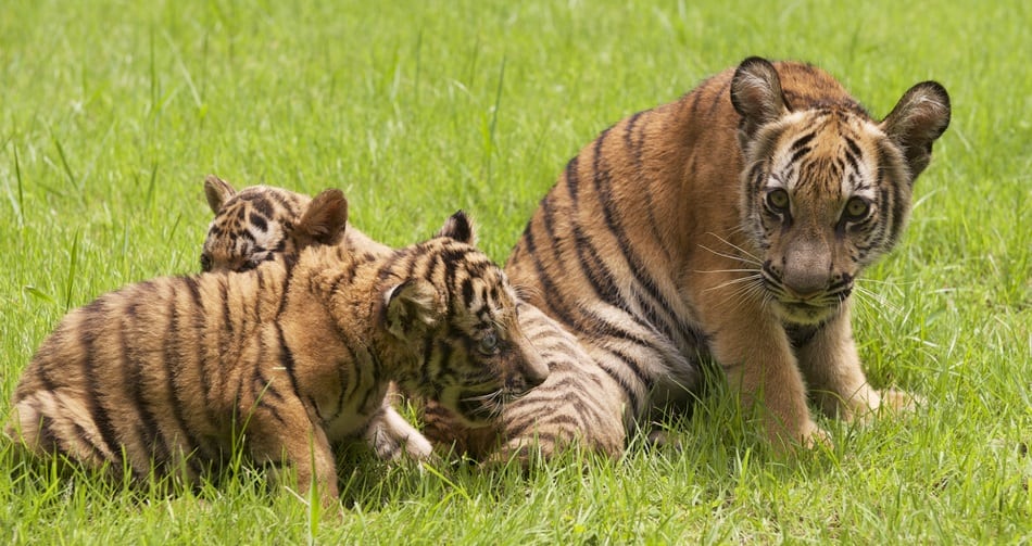 indochinese tigers