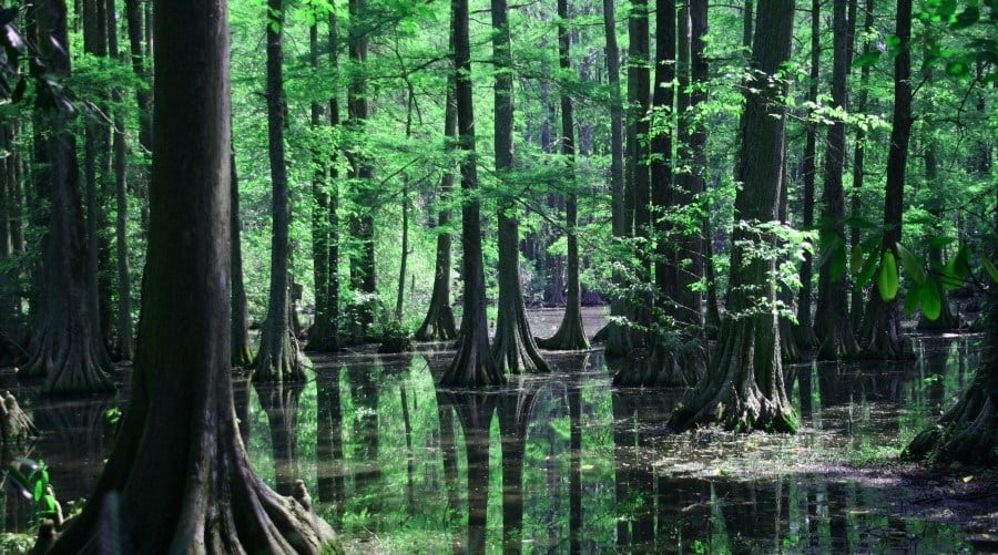 these-scary-swamps-make-thrilling-getaways