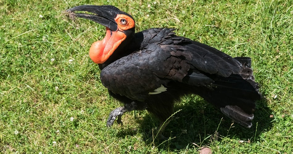 Big black hornbill 