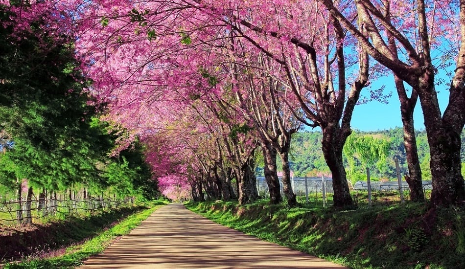 Cherry Blossom Pathway in ChiangMai, Thailand