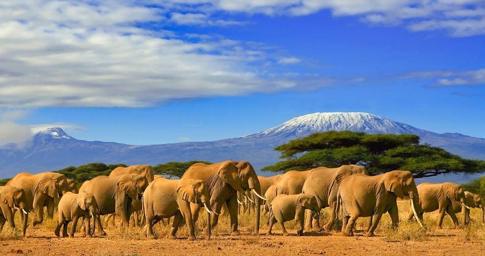 Mt Kilimanjaro