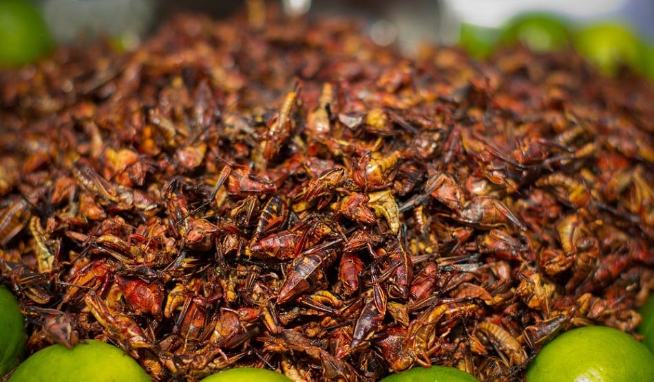 fried grasshoppers for sale