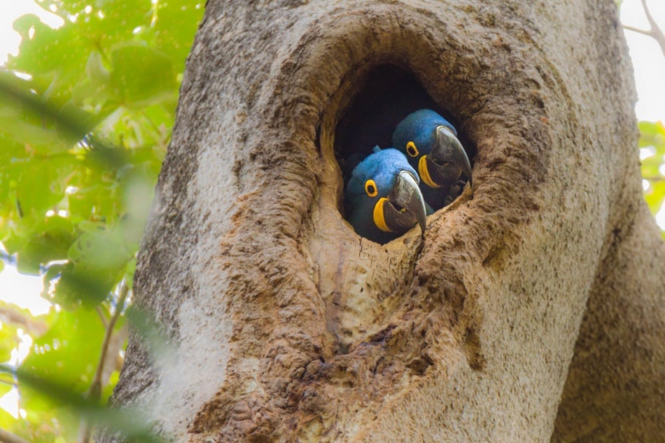 bird couple