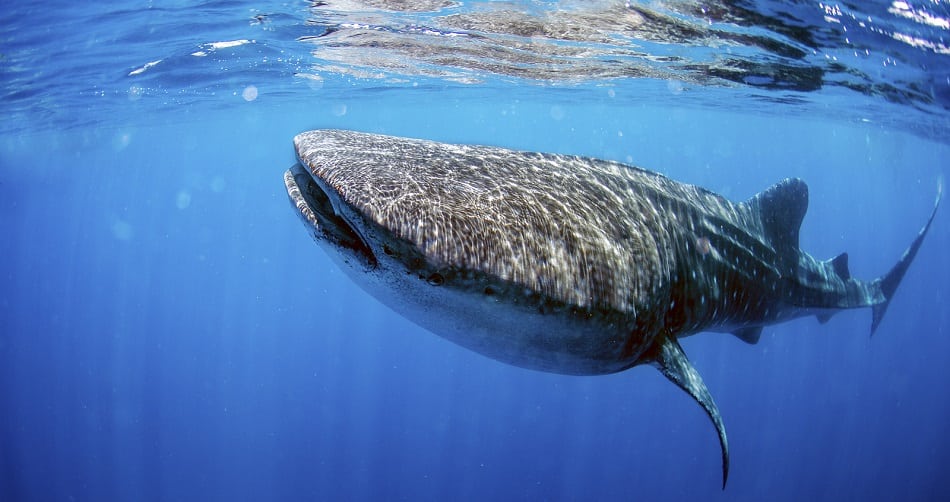 whale shark