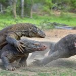 Komodo Dragon Fight