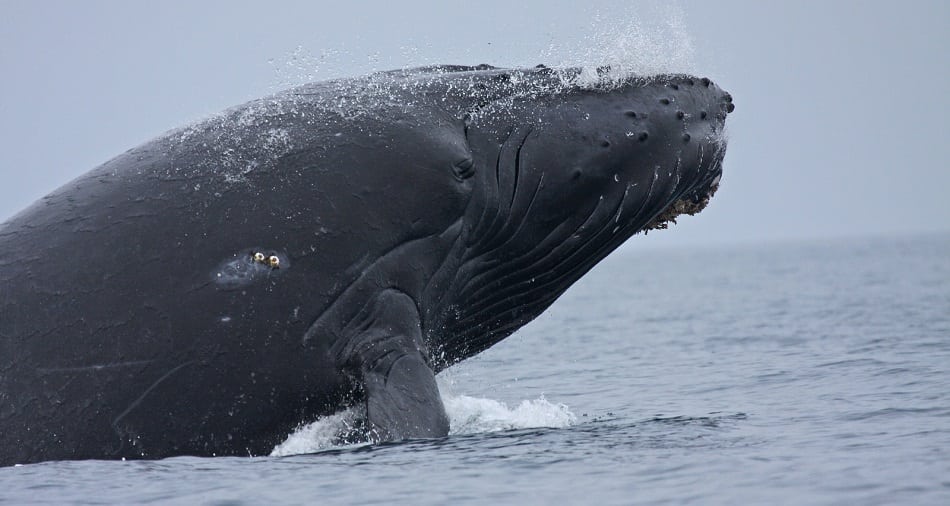 Forty foot Humpback Whale