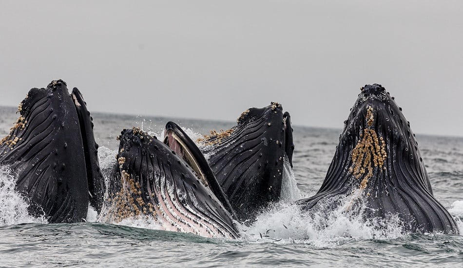 humpback whales