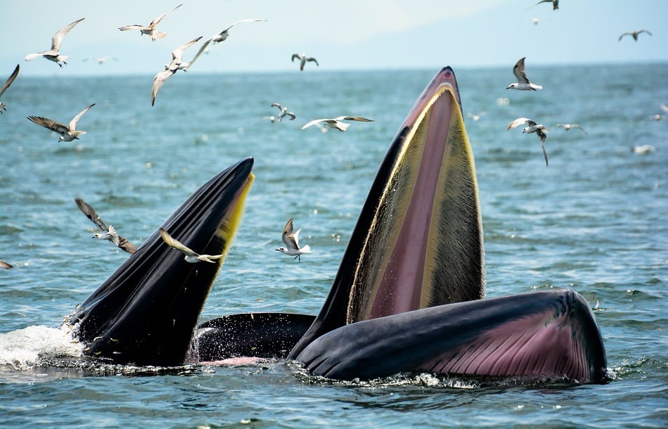 bryde's whales