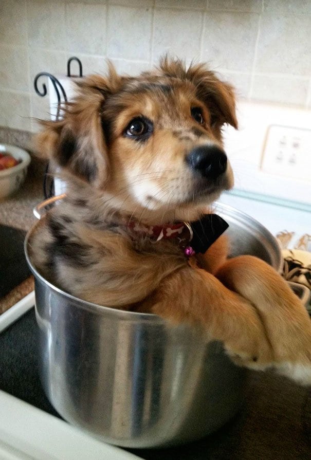 kitchen dog