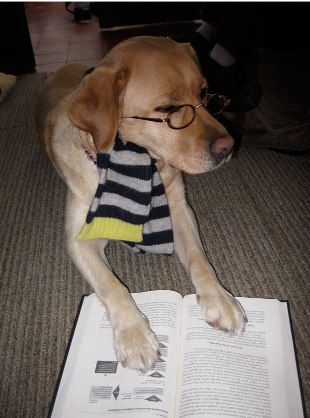 studious dog