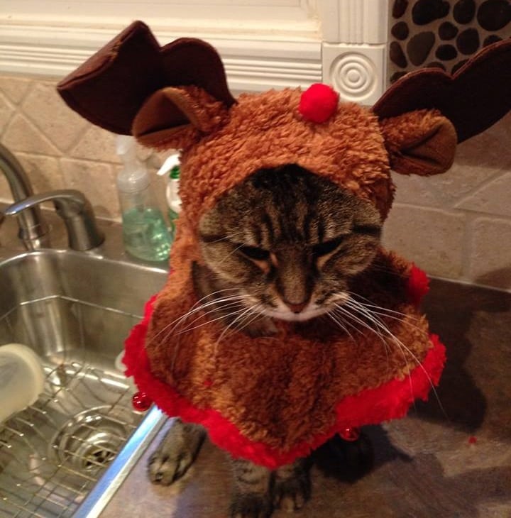 red riding cat