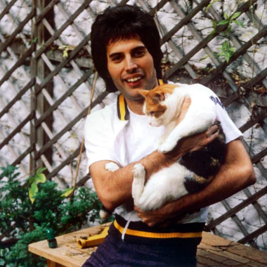 freddie mercury cat