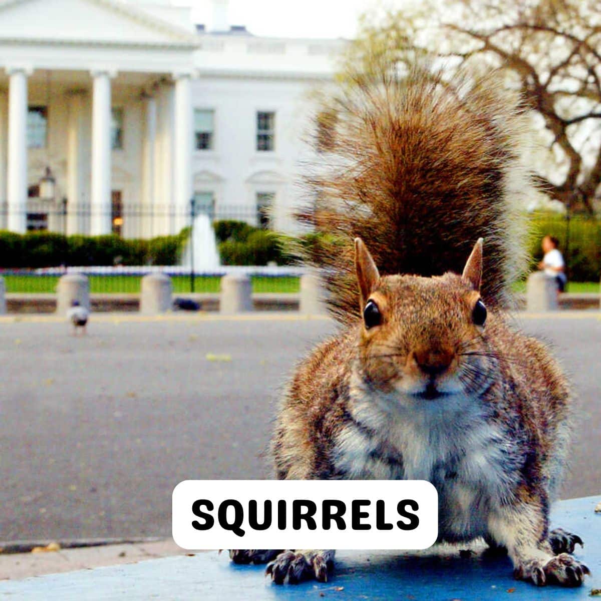 12 Things That Have Been Historically Banned from the White House Page 6