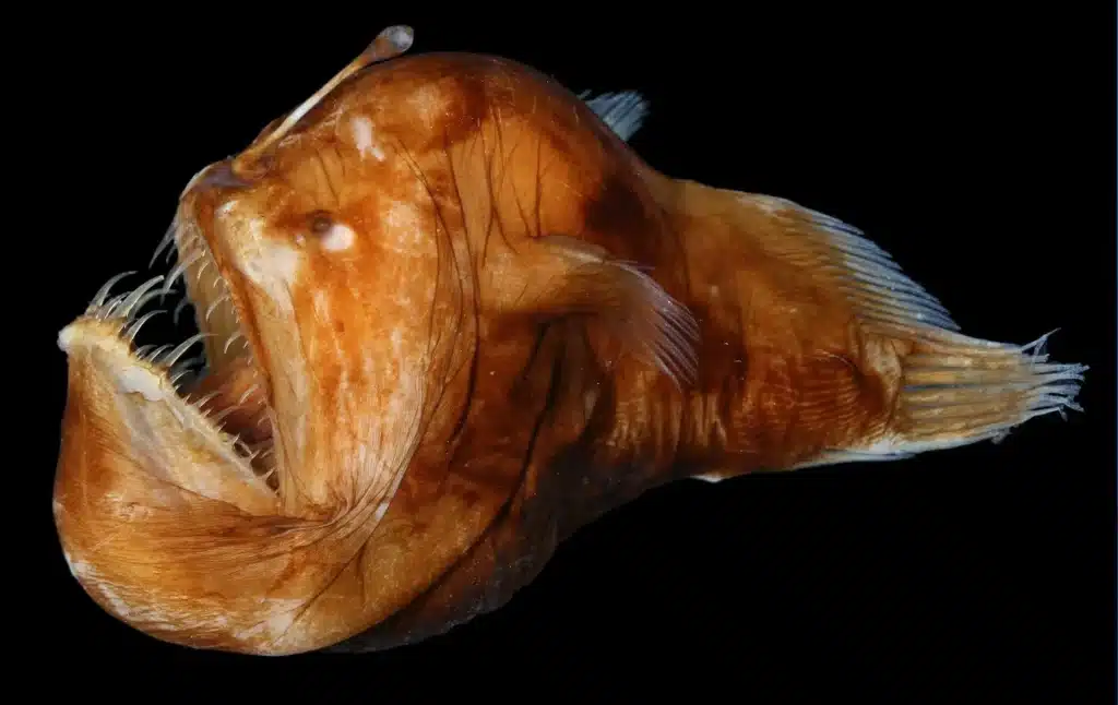 Nature’s Toughest Species That Defy the Odds – Page 22