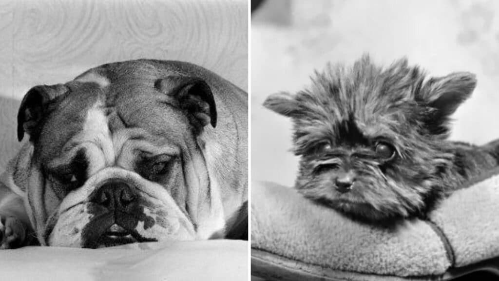 America’s Most Enduringly Popular Dog Breeds