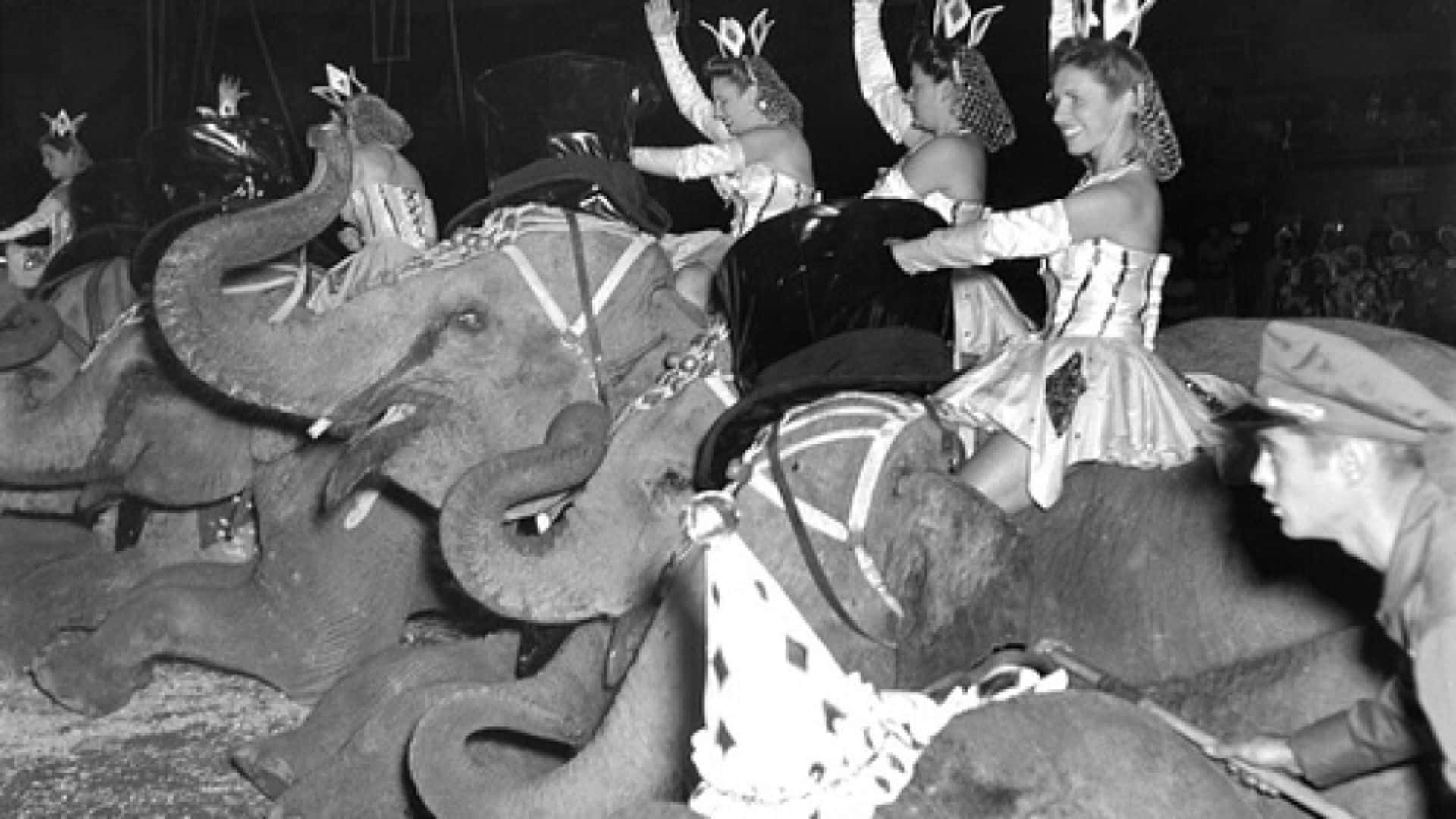 22 Vintage Snapshots of How the Circus Evolved Over Time – Page 7