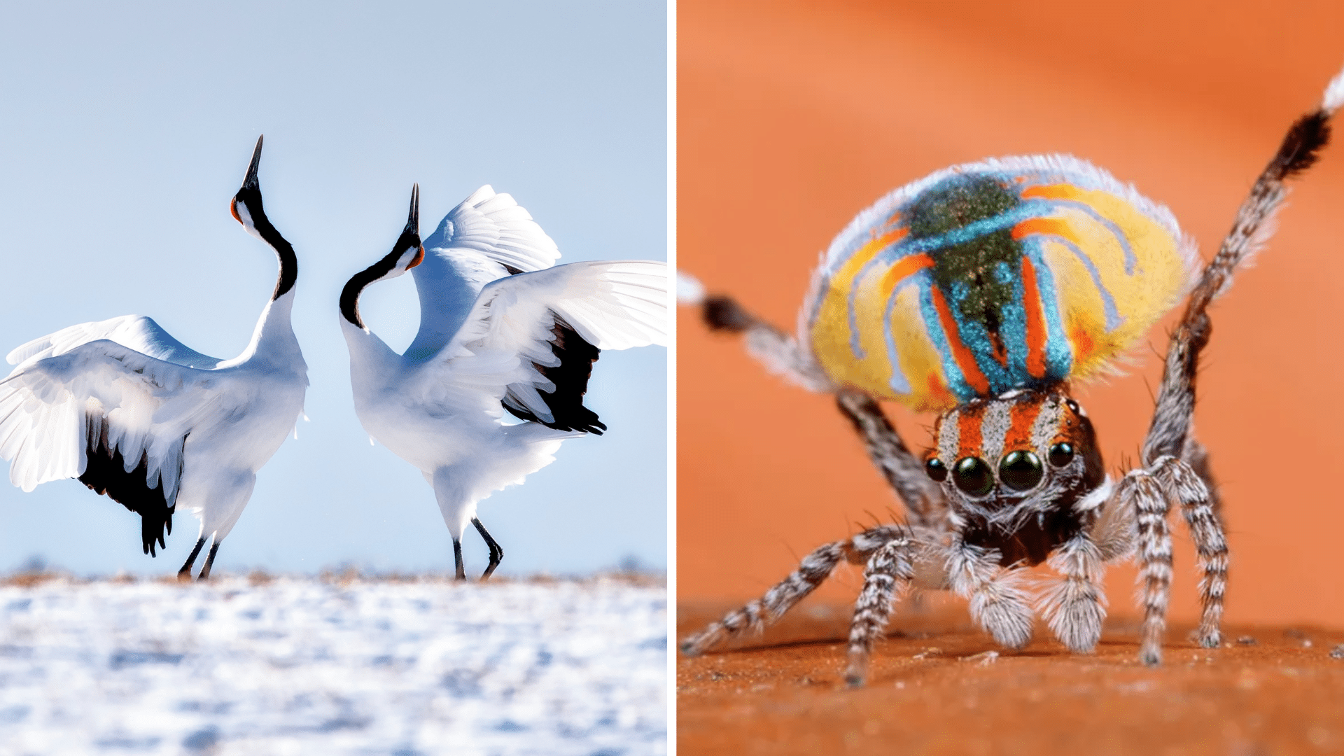 Animals Known for Their Dance-Like Displays