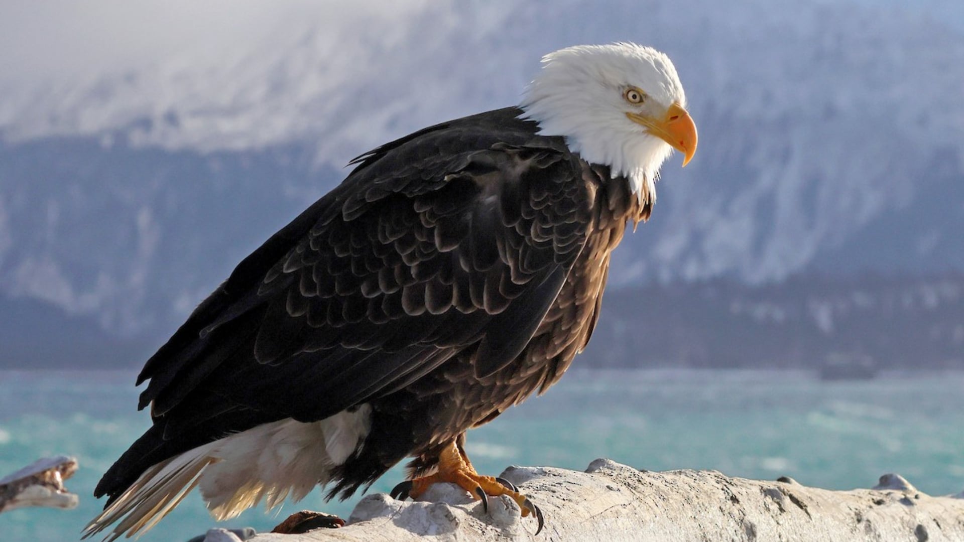 21 Surprising Facts About the Most Fearless Animals on Earth – Page 6