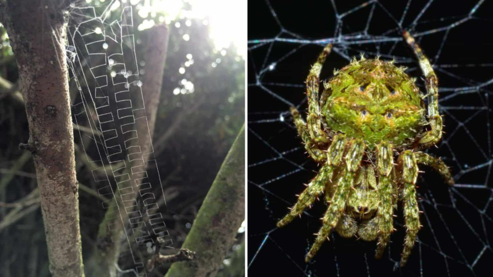 Totally Amazing Spider Engineers