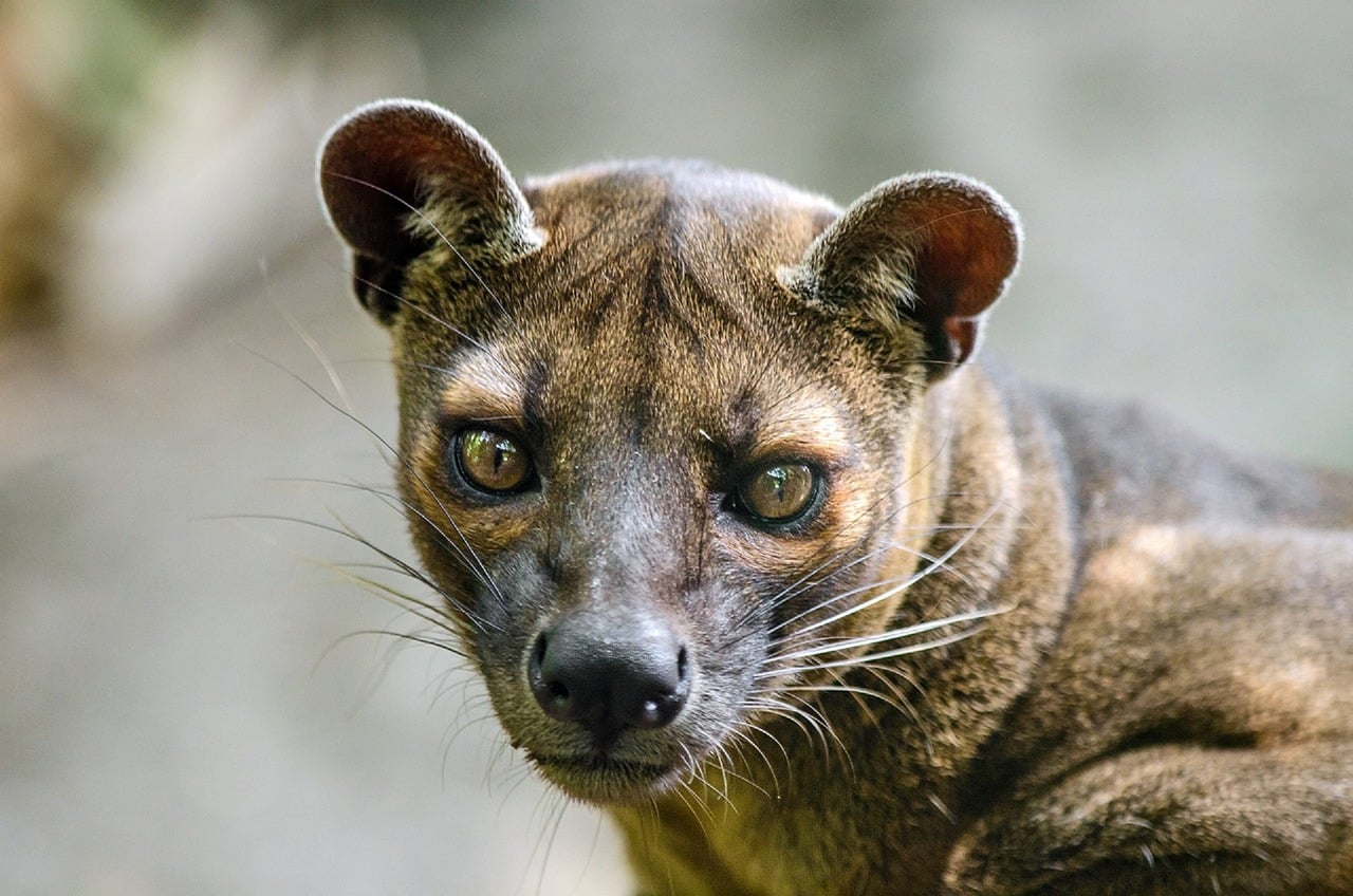 23 Weird Mammals With Even Weirder Personalities – Page 24