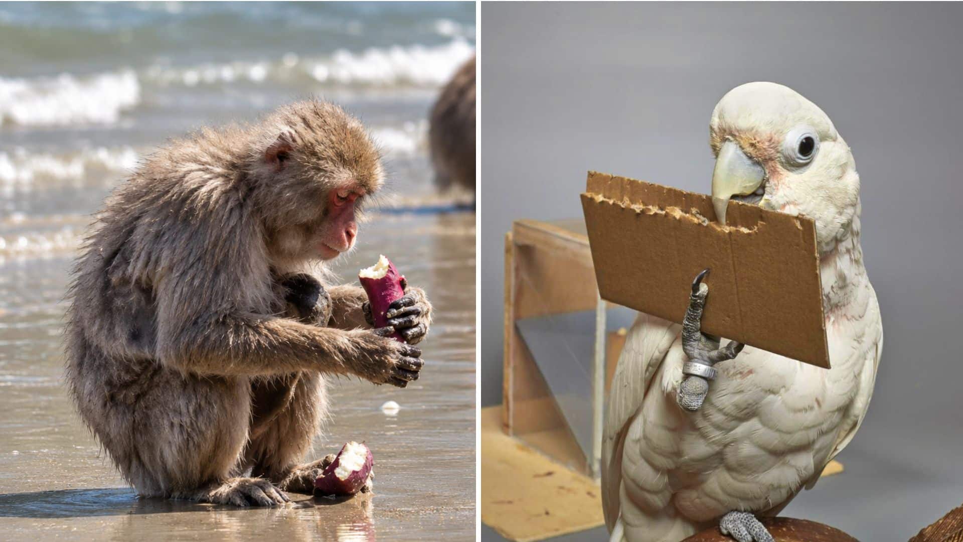 20 Strange Animal Habits That Shocked Scientists